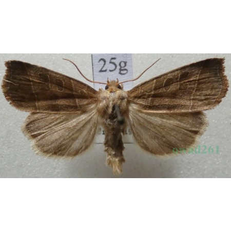 Ipimorpha retusa (Linnaeus, 1761) Kresówka kobielistka Czech25g